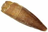 Juvenile Fossil Spinosaurus Tooth - Real Dinosaur Tooth #296908-1